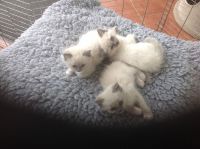 Chatons  A donner de race Ragdoll