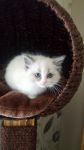 Magnifique chatons blanc a donner