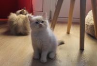 Don de Chatons mle et femelles blanc