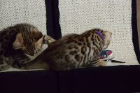 Don de chatons Bengal  tres urgents