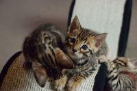 chatons Bengal contre bon soin