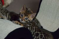 Chaton males et femelles bengal