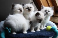 Adoption chatons sacre de birmanie