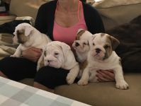 Jolie chiots Bouledogues anglais