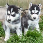 Donne husky sibrien noir blanc de 3 mois