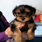 yorkshire terrier en don