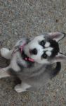 Donne chiot type husky
