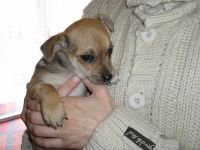 Male et femelle chihuahua non lof