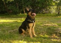 CHIOT MALE et Femelle BERGER ALLEMAND