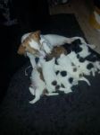 Jack russel