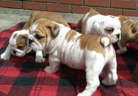 Don chiots bouledogue anglais