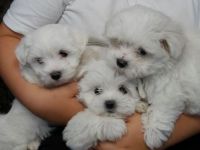 Super chiots Bichon maltais a adopt