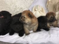 ADOPTIO SUPER chiots chow chow