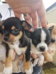 chiots chihuahua pour adoption