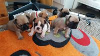 Adoption chiots SUPER carlin