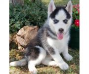 A donner chiots Husky Siberien