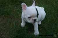  donner Chiot bouledogue franais non lof