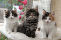 Tres beaux chatons norvegiens a donner