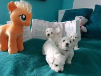 Adorable bichon maltais a adopte