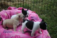 CHIOT BOULEDOGUE A DONNER