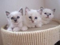 chatons sacre de birmanie