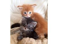 Magnifique chatons mle et femelle maine coon