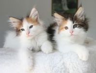 chatons norvegiens contre bon soin