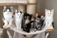 chatons norvegiens a donner contre bon soin