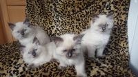 4 Magnifique chatons Sacr de Birmanie LOOF