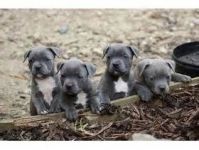 Donne Chiots staffordshire bull terrier