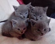 Magnifique chatons chartreux a donner
