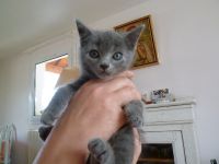 Magnifique chatons chartreux a donner