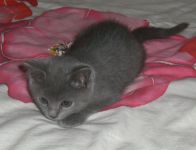 chatons chartreux a donner