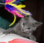 Magnifique chatons chartreux a donner