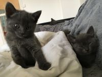 Magnifique chatons chartreux a donner