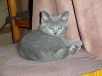 Magnifique chatons chartreux a donner