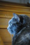 photo de l'annonce AN-2691611 