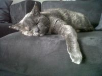 Chartreux  meches rousses et blanches