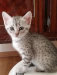 sublime Chaton Mau Egyptien LOOF, Femelles et Mle