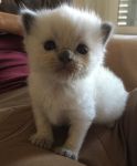 sublime Chaton Ragdoll LOOF, Femelles et Mles