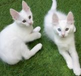 sublime Chaton ANGORA TURC LOOF, Femelles et Mle