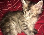 Magnifique Chaton  Maine Coon LOOF, Femelles et M