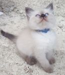 Magnifique Chaton siberien LOOF, Femelles et Mle