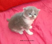 Magnifique Chaton British Shorthair LOOF, Femelles