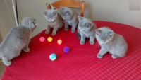 Sublimes chatons chartreux pour adoption