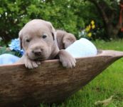 Chiots labrador