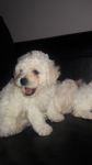 Magnifique Bichon Maltais LOF a donner