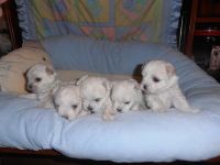 Magnifique Bichon Maltais LOF a donner