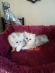 Adorable chatons persan  donner