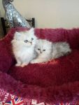 Adorable chatons persan  donner pour tous